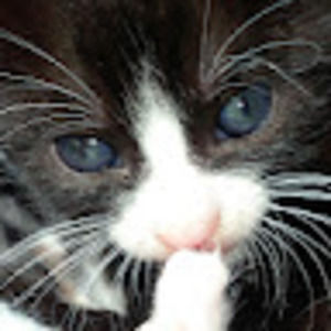 Meet your Posher, Nick